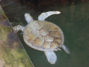 Albino Sea Turtle