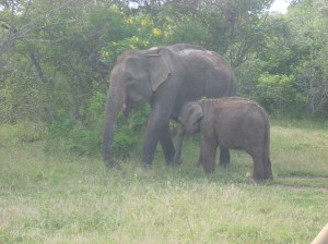 08_elephant_mom_and_baby-2