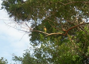 08_green_bee_eater