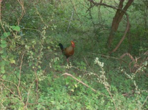 08_Sri_lankan_wild_rooster
