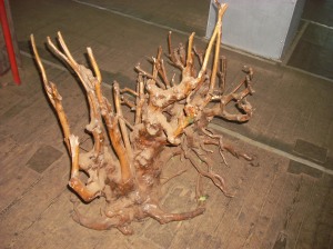 Tea tree root system