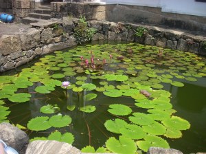 11_temple_cave_lilly_pads (1)